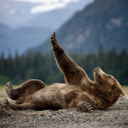 Stretching Bear