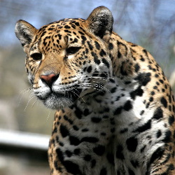 Jaguar