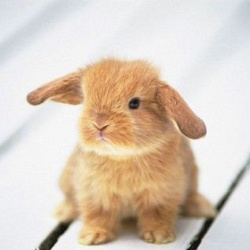 Adorable Bunny