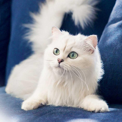 White cat