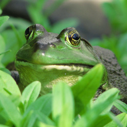 Frog